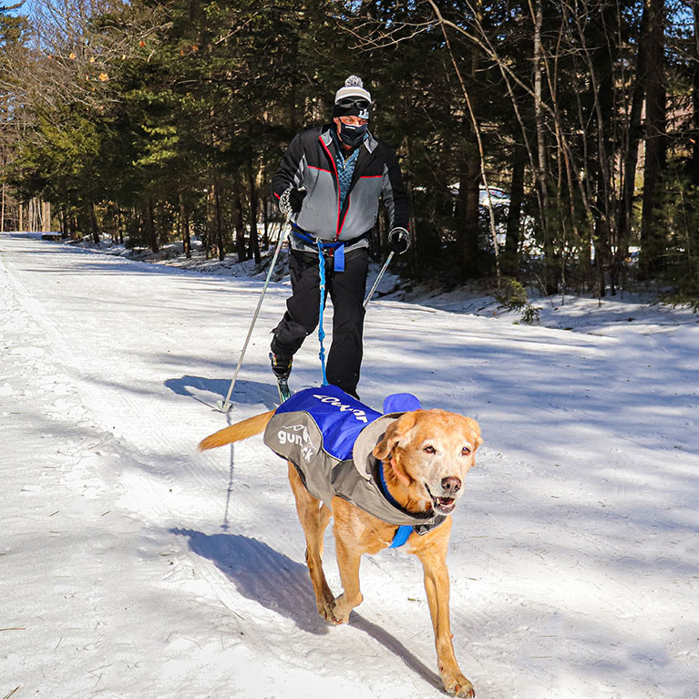 Skijoring with dog
